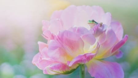 :) - frog, broasca, macro, pink, amphibian, peony, green, bujor, flower