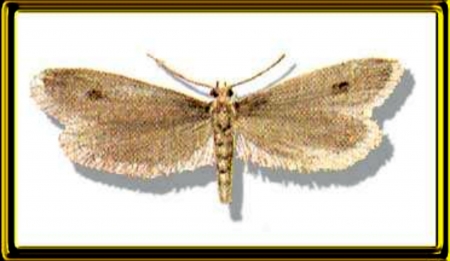 Case Bearing Moth - brown, moth, bearing, case