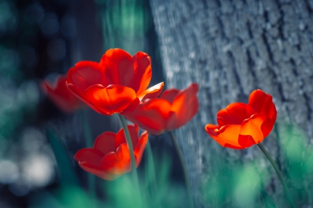 Tulips - lalele, red, tulip, flower, spring