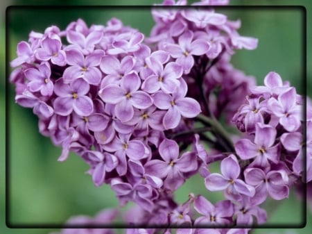 BEAUTIFUL LILAC - image, lilacs, flowers, beautiful