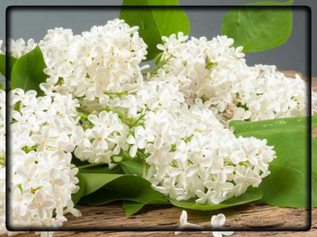 WHITE LILACS - WHITE, LILACS, IMAGE, FLOWERS