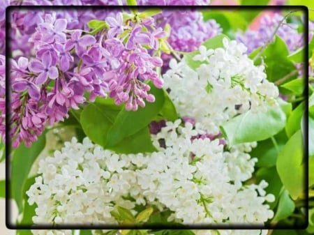 WHITE AND PURPLE LILACS - LILACS, IMAGE, NATURE, FLOWERS