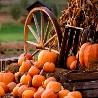 Fall Pumpkins