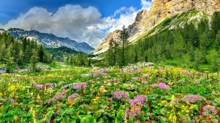 Dolomiti - valley, flowers, italy, dolomites