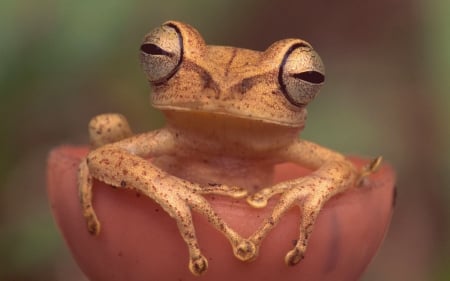 Frog - paw, pink, broasca, frog, amphibian, eyes