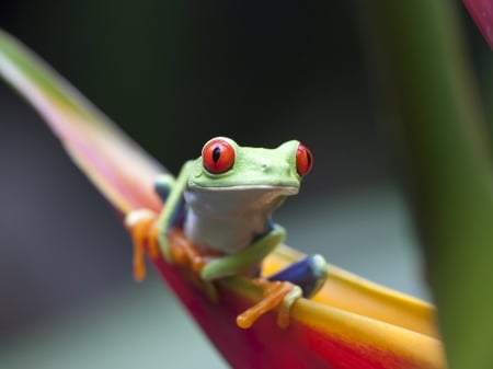 Frog - yellow, red, frog, amphibian, broasca, green