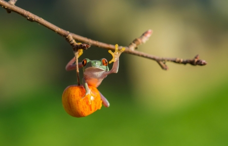 Frog - apple, cute, amphibian, broasca, fruit, frog, orange, mar, green