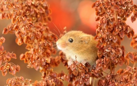 Mouse - autumn, rodent, soricel, orange, animal, mouse, leaf