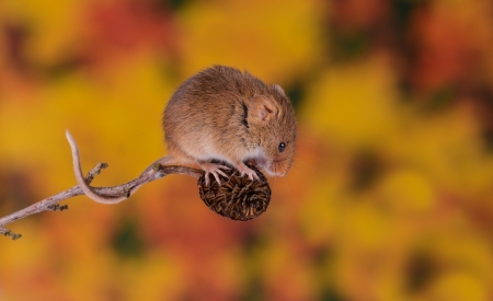 Mouse - soricel, animal, cute, rodent, mouse, orange, autumn