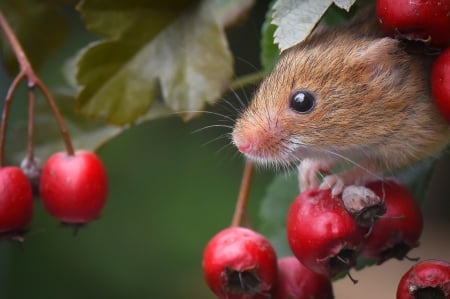 Mouse - berry, harvest mouse, soricel, face, rodent, chinese zodiac, red, animal, mouse, cute, year of the rat