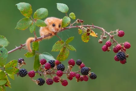 Dormouse - gliridae dormice, berry, branch, fruit, pars, rodent, red, green, animal, dormause, cute