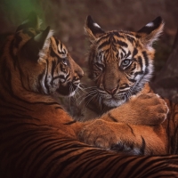 Tiger cubs