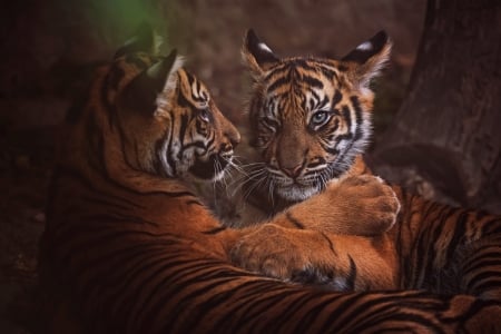 Tiger cubs - paw, playful, cub, couple, animal, cute, tiger, tigru