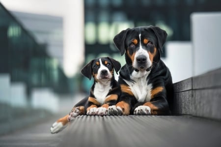 :) - brown, dog, family, black, white, animal, cute, caine, mother, puppy