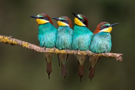 Bee-Eaters - bird, pasari, yellow, blue, bee eater