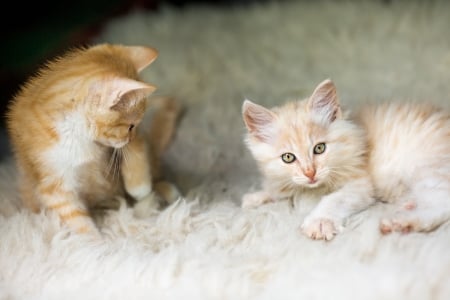 Kittens - white, kitten, paw, pisici, couple, cat