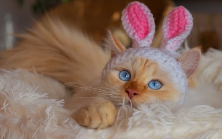 :) - cat, blue eyes, easter, pisici, bunny, ears, rabbit, animal, cute