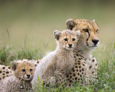 Resting in the grass - whiskers, cubs, mother, field, cheetah, 1280x1024, grassland, cute