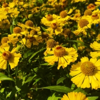 Yellow Daisies