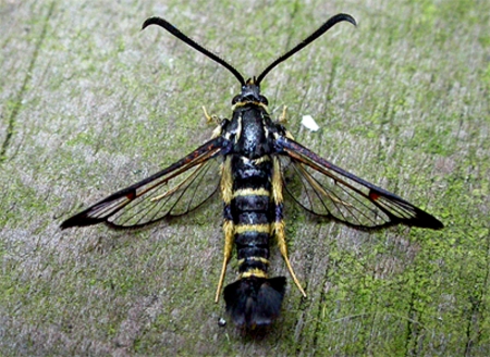 Yellow Legged Clear Wings Moth - wings, clear, yellow, legged