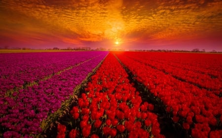 Field of Holland tulips at sunset - sky, holland, fiery, tulips, field, flowers, sunset