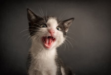 :) - animal, kitten, pisici, face, pink, tongue, cat