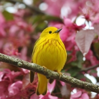 Yellow bird