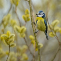 Great Tit