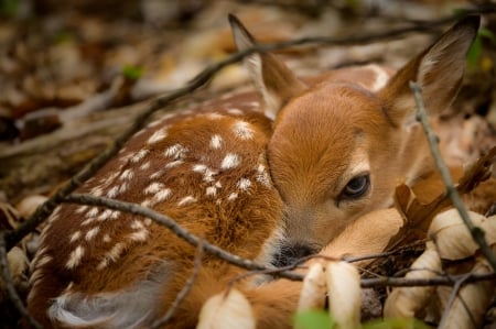 Deer - baby, frumusete, animal, sweet, deer, caprioara, bambi