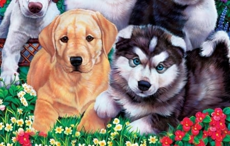 Puppies - painting, art, puppy, dog, pictura, husky, jenny newland