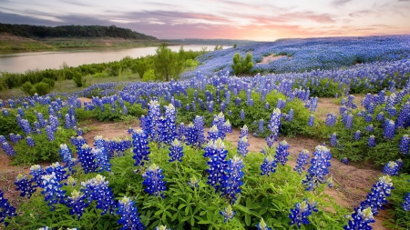 LUPINE FIELDS - clouds, nature, fields, splendor, landscape, mountain, sky