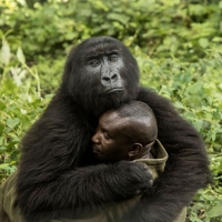 The Human Touch