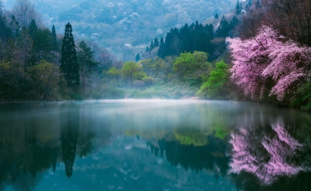 :) - lake, pink, water, spring, peisaj, tree, mist, blue