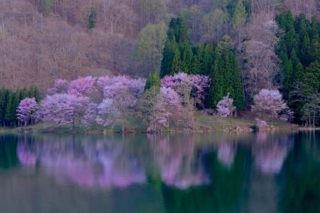 :) - lake, pink, water, reflection, spring, peisaj, tree, green