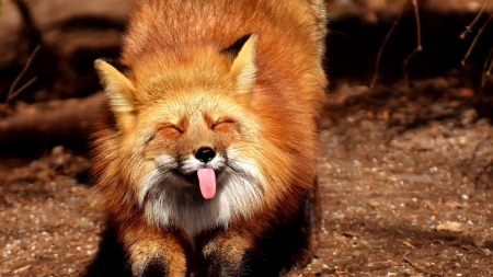 :P - vulpe, animal, fox, funny, face, tongue