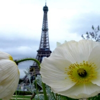 White Poppy