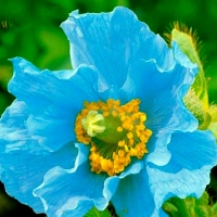 Rare Blue Himalayan Poppy