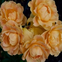 Yellow Roses