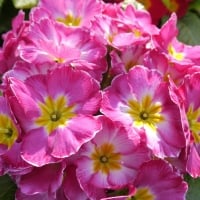 Pretty Primula