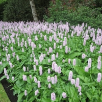 A garden bed of primrose