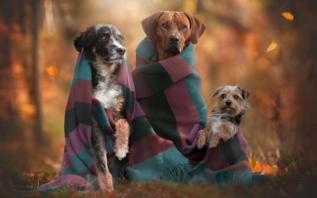 they're leaving - autumn, animals, photography, three, trio, brown, grey, dogs, mix breeds, cute, trisome, terrier, irish, hound, rhodesian ridgeback, blanket, wolfhound