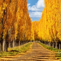 Autum Colours Of New England New South Whales Australia