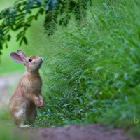 Easter Bunny