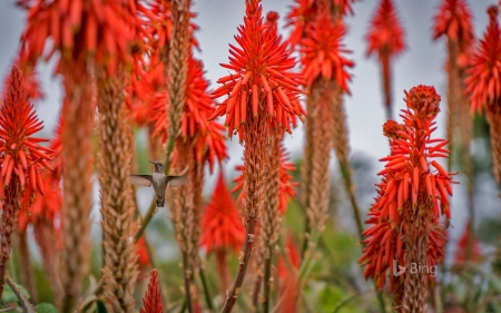 Humming Bird - Wallpaper, Bing, Bird, Humming