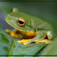 BEAUTIFUL FROG