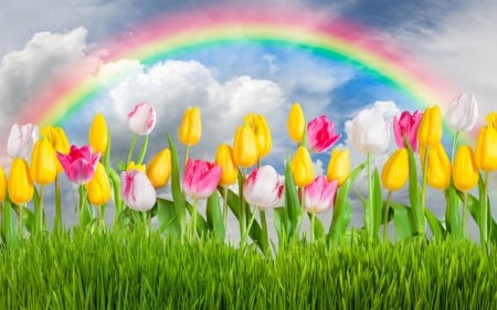 :) - yellow, rainbow, green, spring, grass, flower, pink, tulip