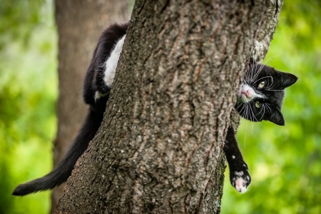 :D - black, paw, funny, green, pisici, tree, cat