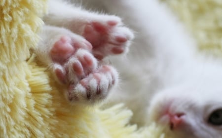 paws - white, animal, paw, cute, pisici, pink, cat