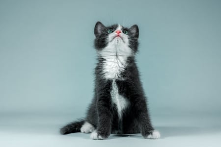 Kitten - white, cat, blue, pisici, sweet, cute, black, kitten