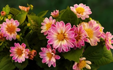 Pink flowers - flower, pink, beautiful, garden